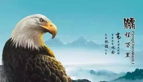 黄蜂对老鹰，自然界的生存智慧分析